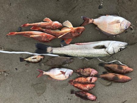 バラエティ豊か